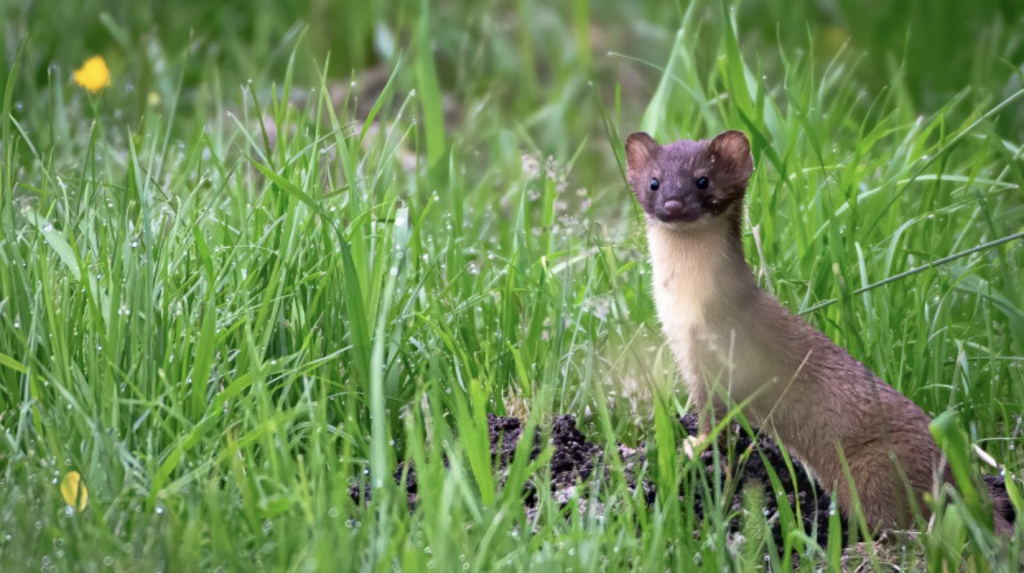 Image of weasel in a green field